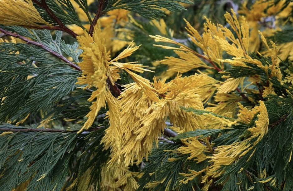 花粉症はいつまで続く 種類や地域ごとの時期による違いを解説 ハピラフマガジン