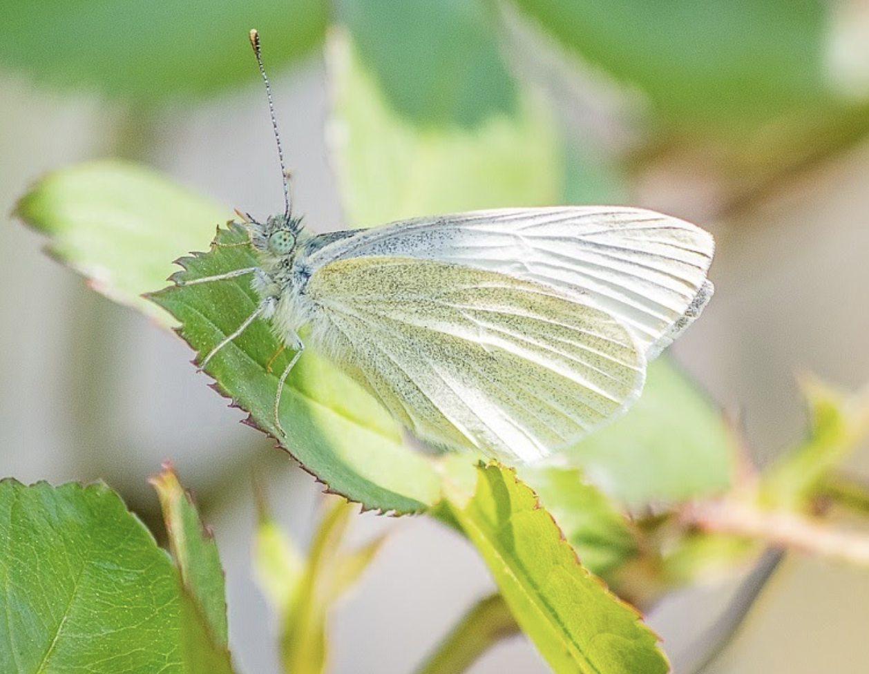 キャベツを害虫被害から守るには アオムシの生態と駆除対策をまとめてご紹介 ハピラフマガジン