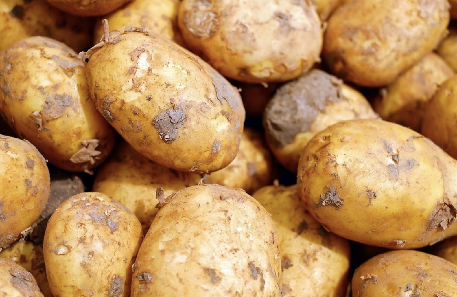 害虫からジャガイモを守る方法とは 発生しやすい害虫７種類の駆除方法をご紹介 ハピラフマガジン